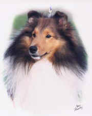 Caitlin shelties store